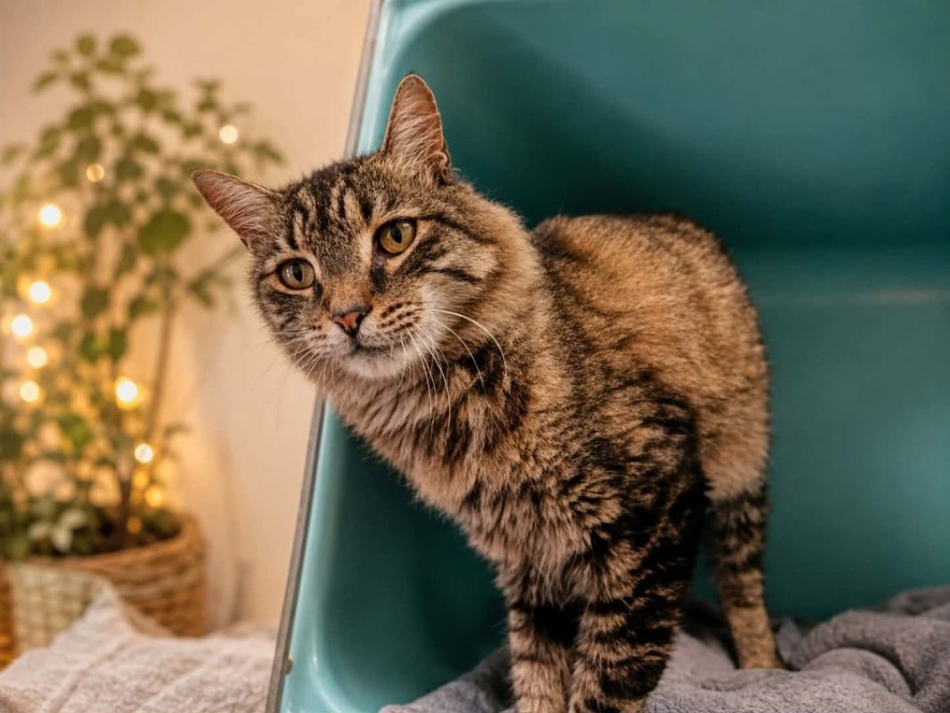Norvégien - Chat Norvégien à adopter