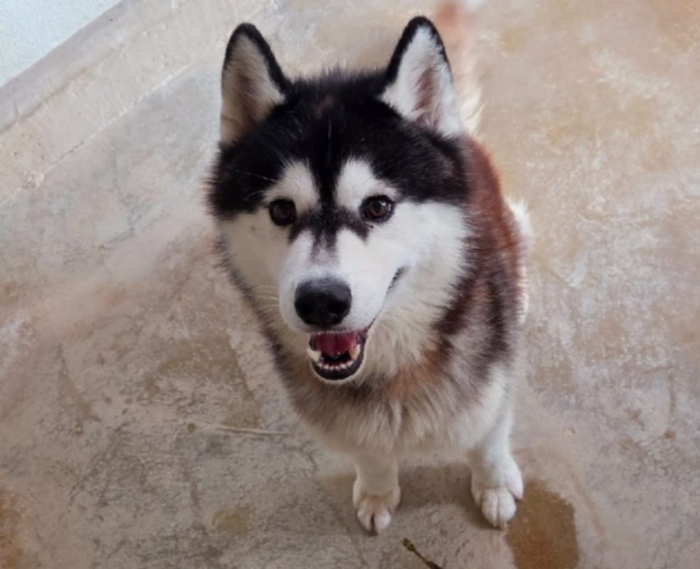 Ulko - Chien Husky Sibérien à adopter