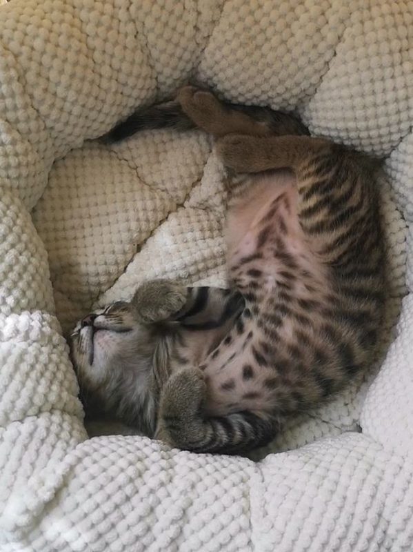 TATTOO - Chat Européen à adopter