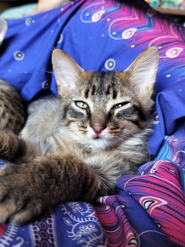 INK - Chat Européen à adopter - photo 2