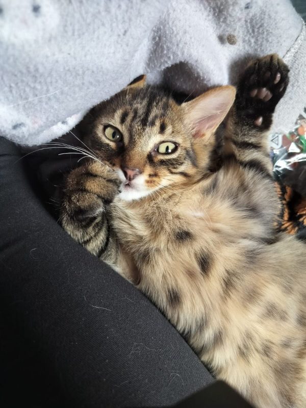 INK - Chat Européen à adopter