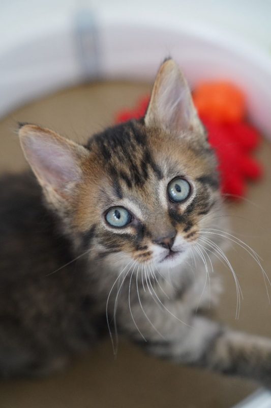 INK - Chat Européen à adopter - photo 5