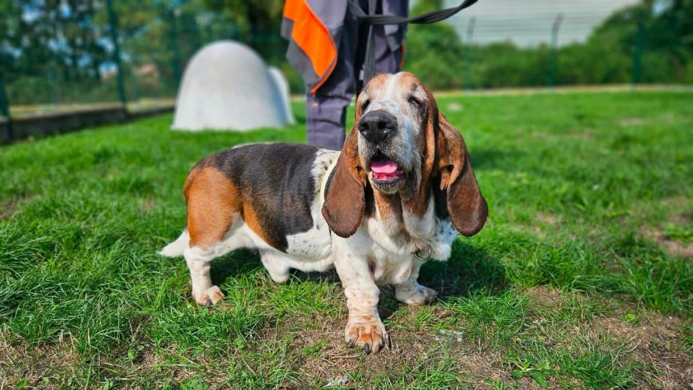Voodka - Chien Basset Hound à adopter
