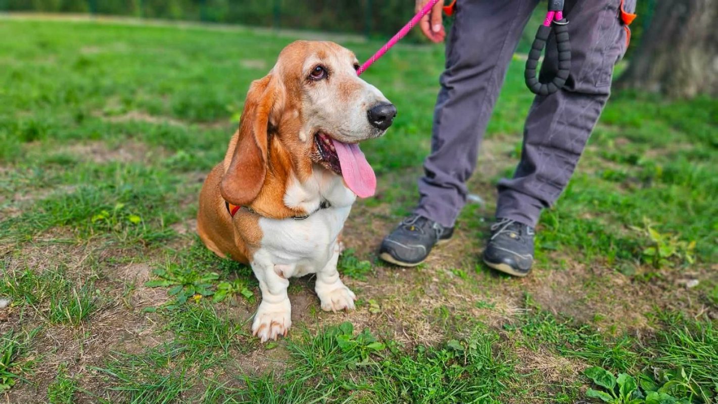 Klowsky - Chien Basset Hound à adopter