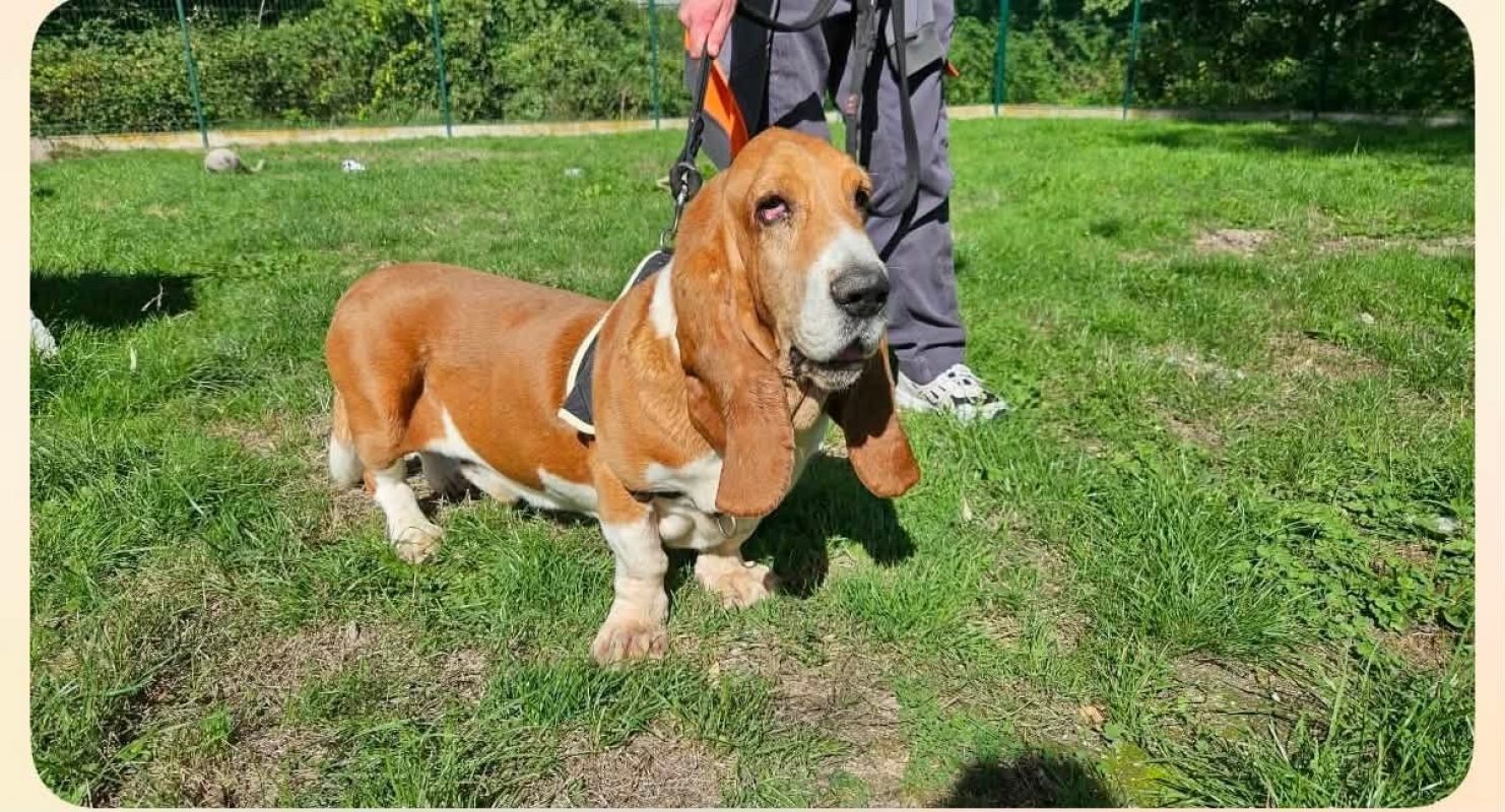 Opal du rallye d herbauges - Chien Basset Hound à adopter