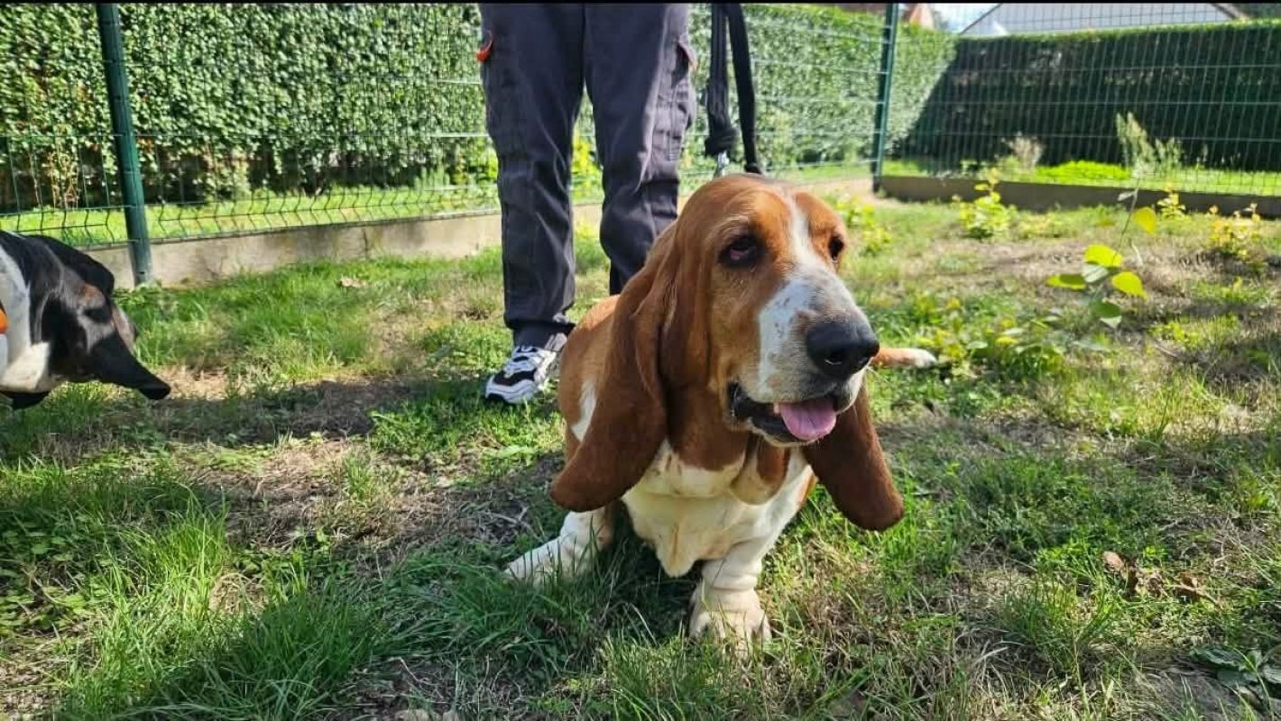 Stitche - Chien Basset Hound à adopter