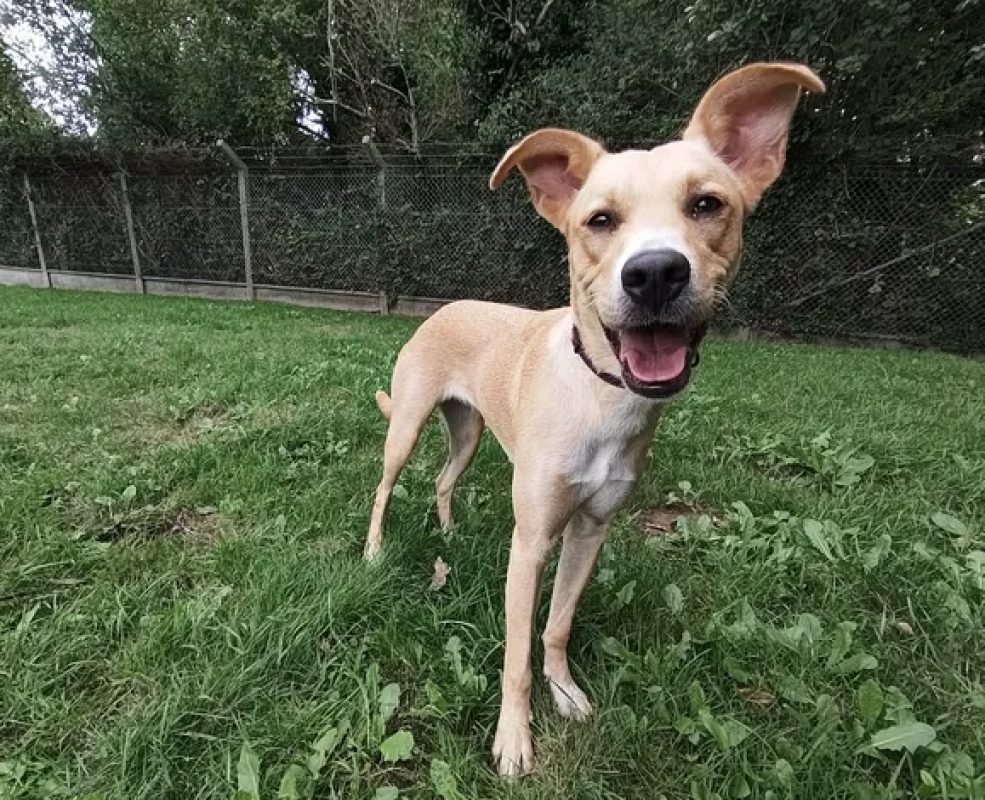 Polka - Chien à adopter