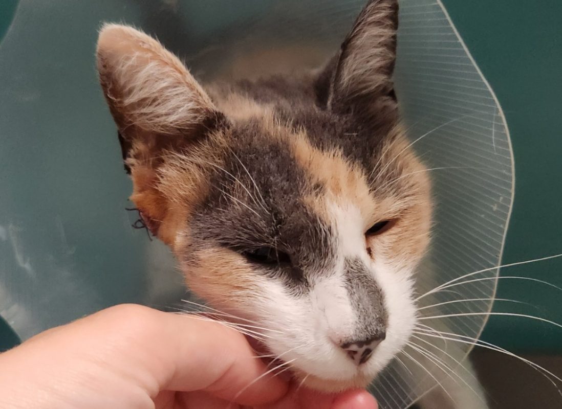 Milady - Chat Européen à adopter