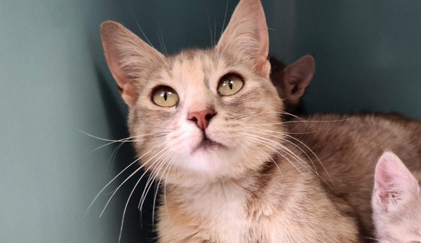 Doha - Chat Européen à adopter