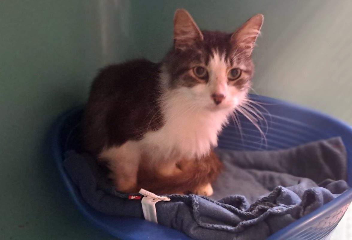 Fable - Chat Européen à adopter