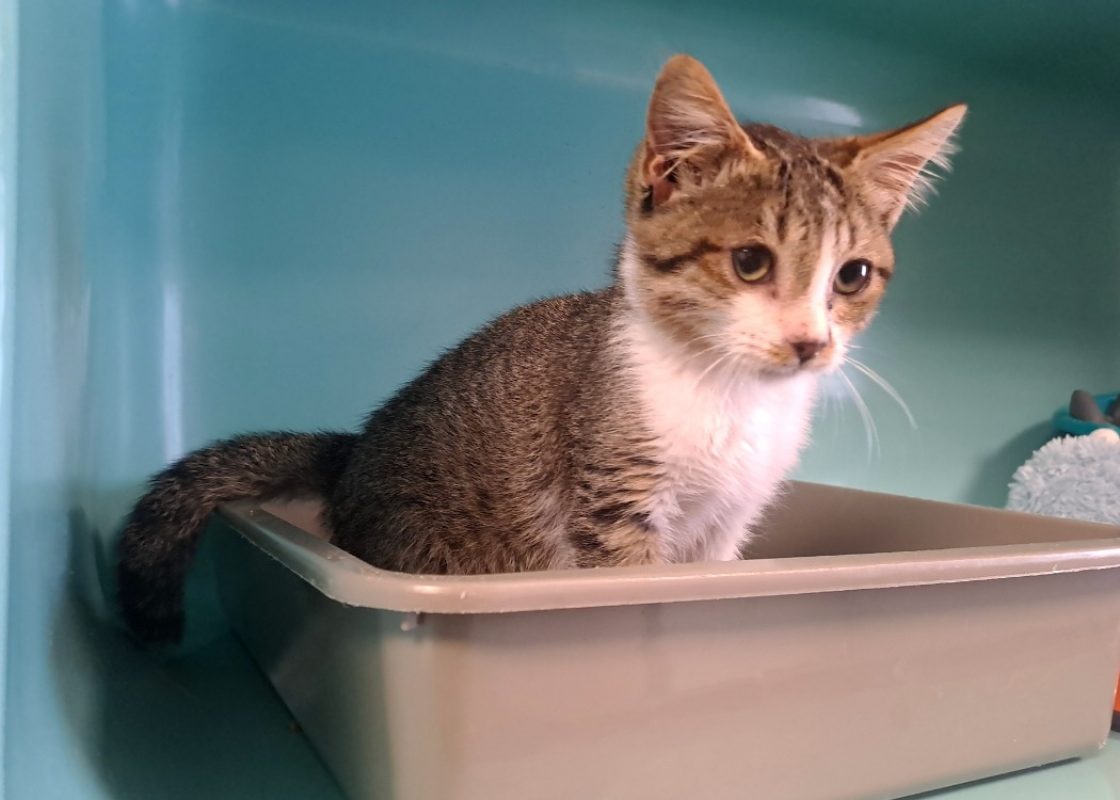 Fifi - Chat Européen à adopter