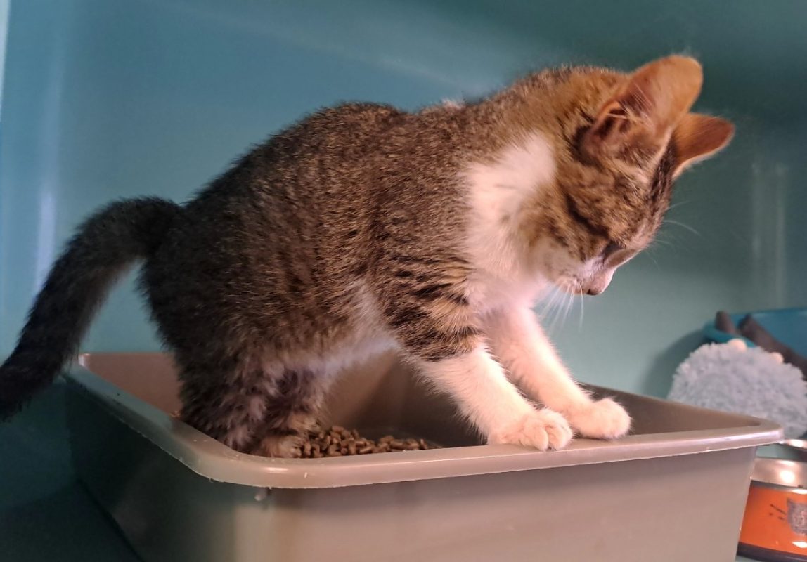 Fifi - Chat Européen à adopter - photo 2