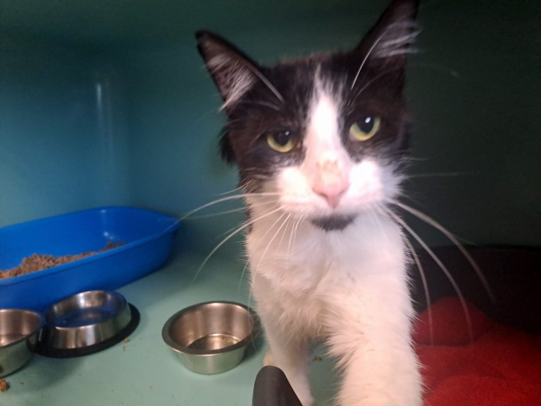 Feuille - Chat Européen à adopter