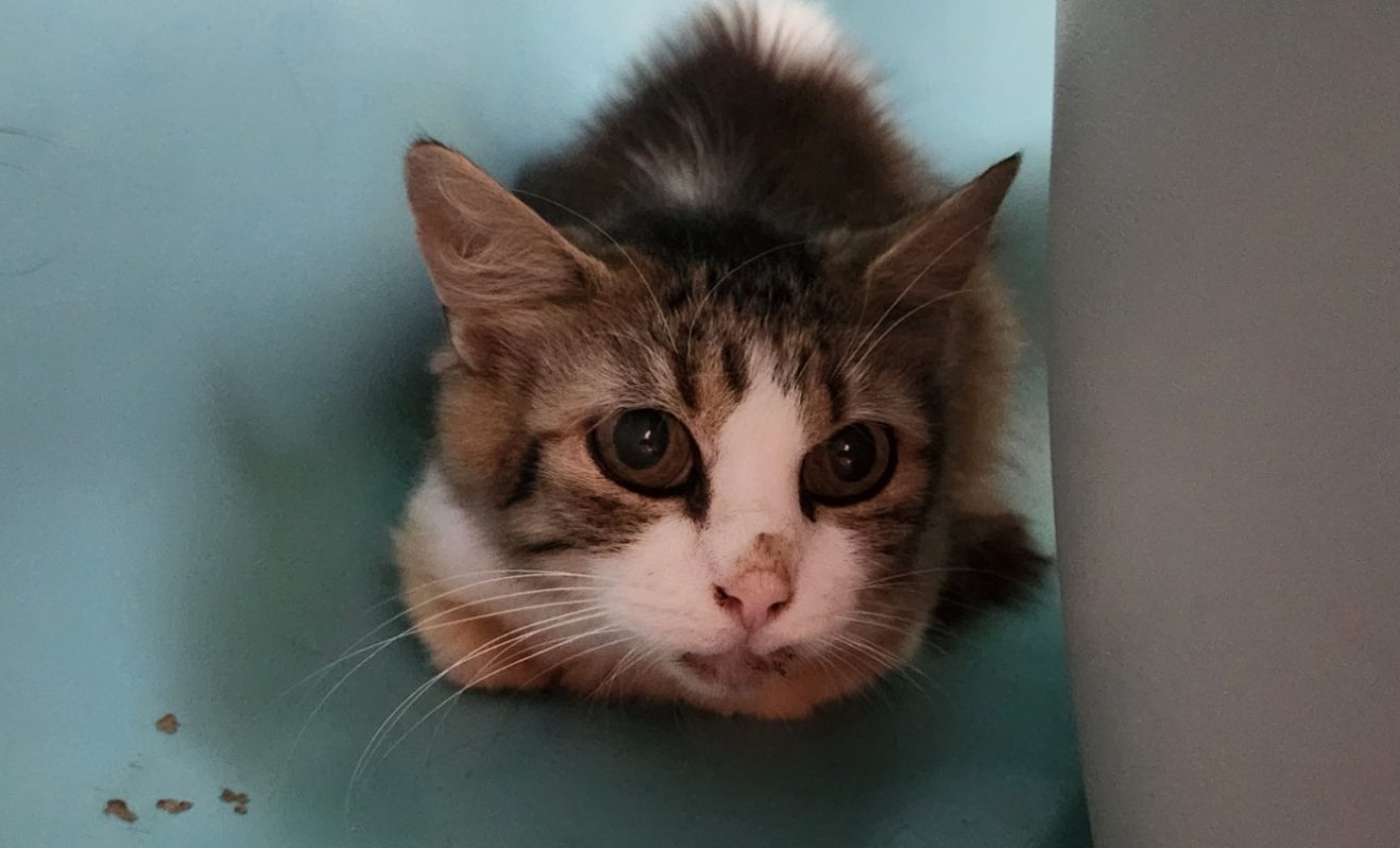 Havana - Chat Européen à adopter