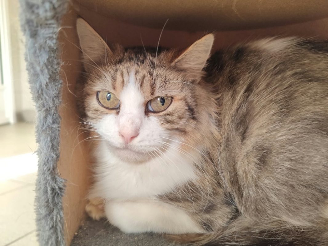 Havana - Chat Européen à adopter