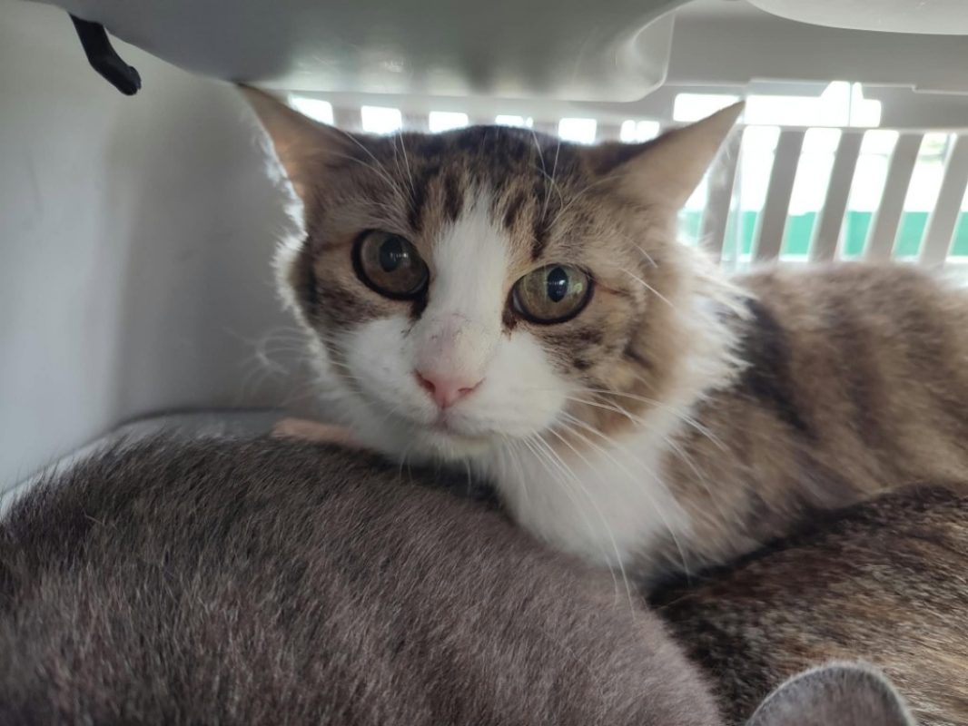 Havana - Chat Européen à adopter - photo 2