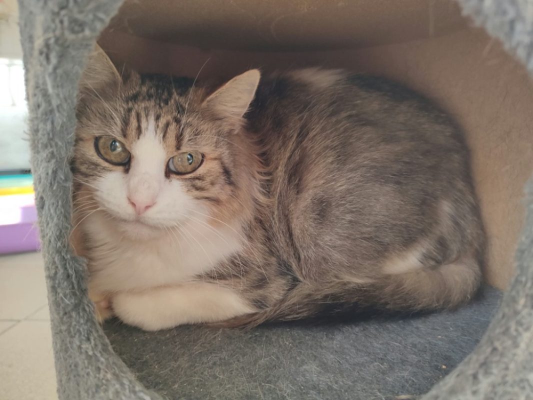 Havana - Chat Européen à adopter - photo 4