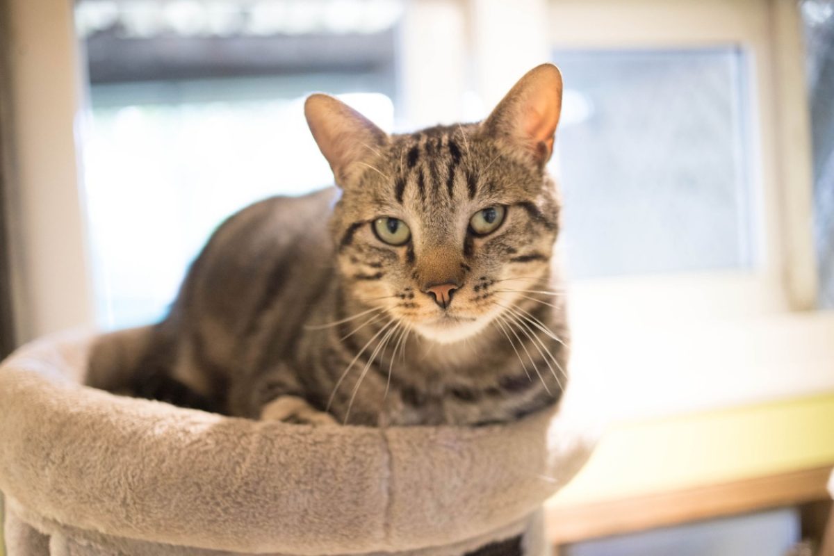 Gus - Chat Européen à adopter