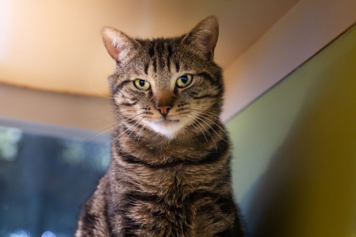 Gus - Chat Européen à adopter - photo 2