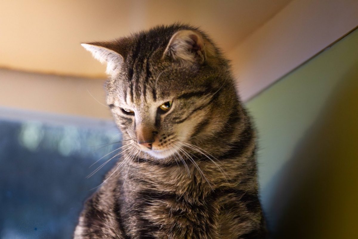 Gus - Chat Européen à adopter - photo 3
