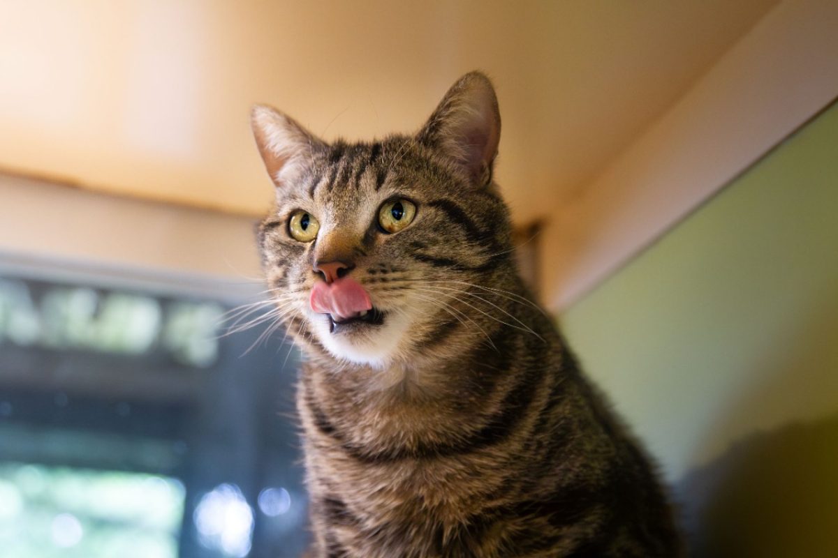 Gus - Chat Européen à adopter - photo 5
