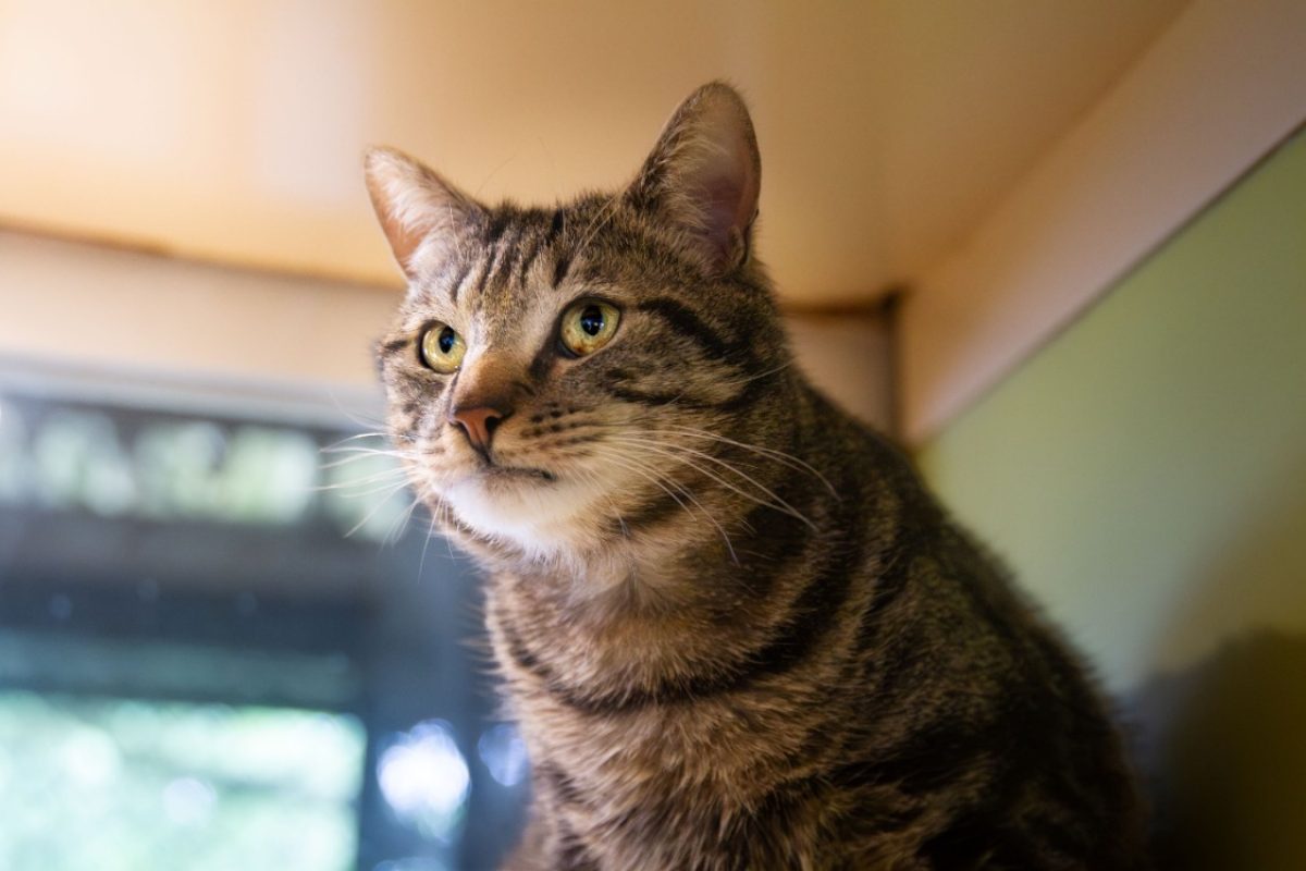 Gus - Chat Européen à adopter - photo 6