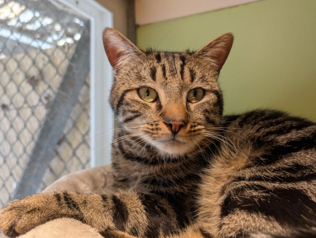 Gus - Chat Européen à adopter - photo 8