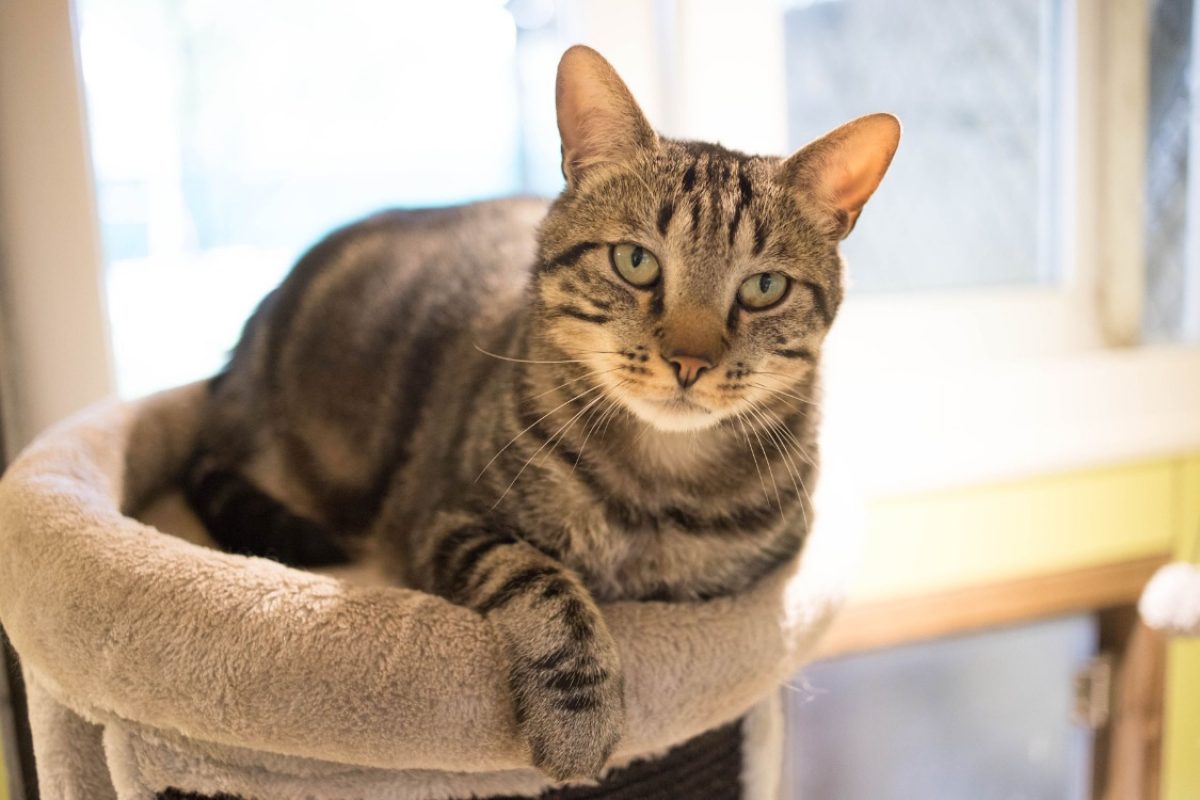 Gus - Chat Européen à adopter - photo 11