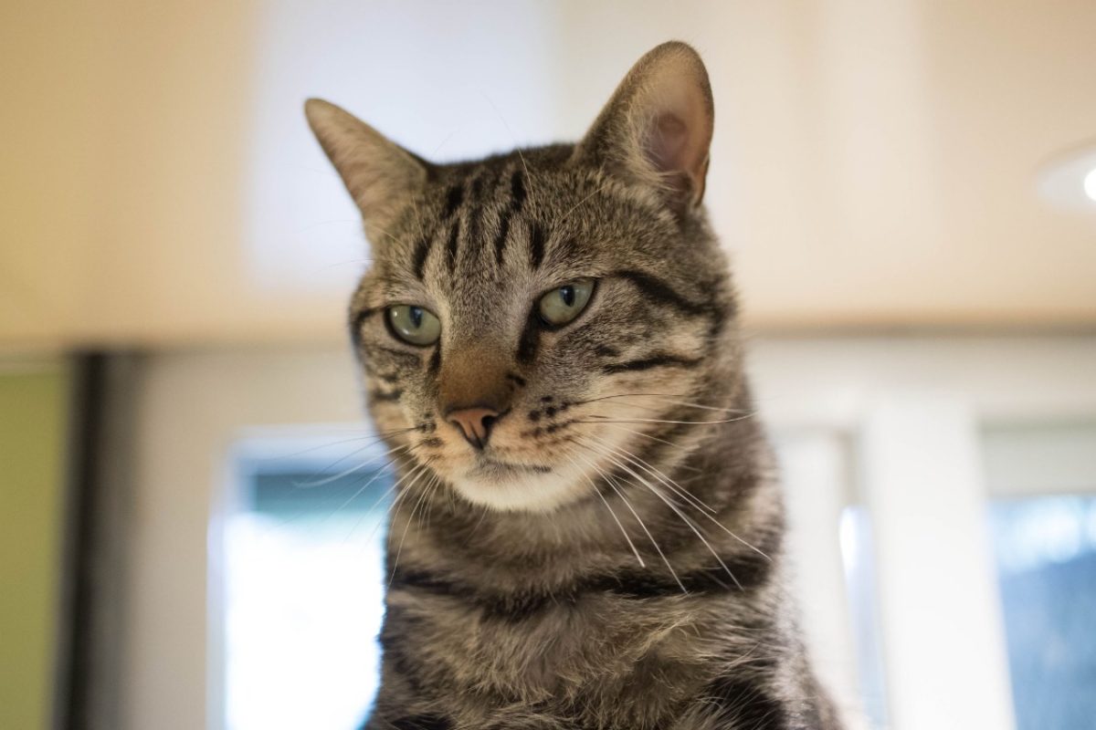 Gus - Chat Européen à adopter - photo 13
