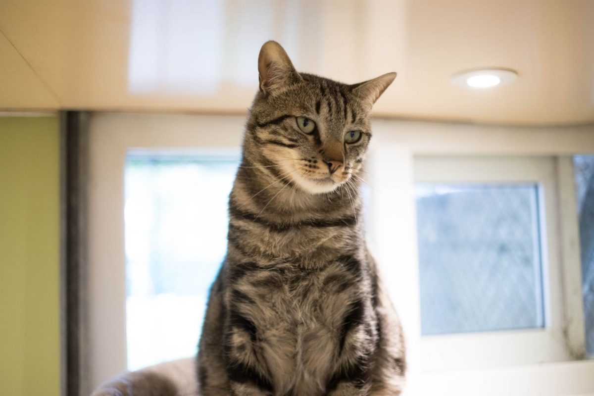 Gus - Chat Européen à adopter - photo 14
