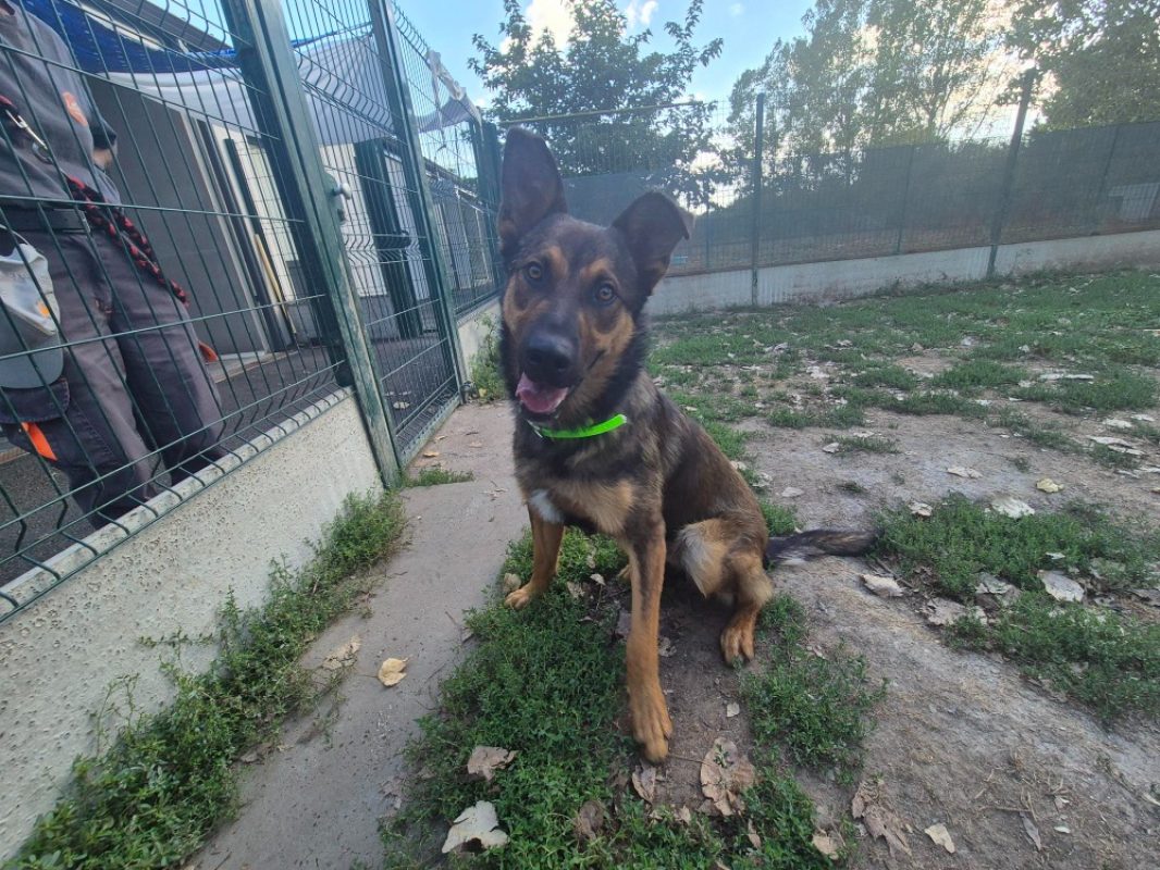 Arlo - Chien à adopter