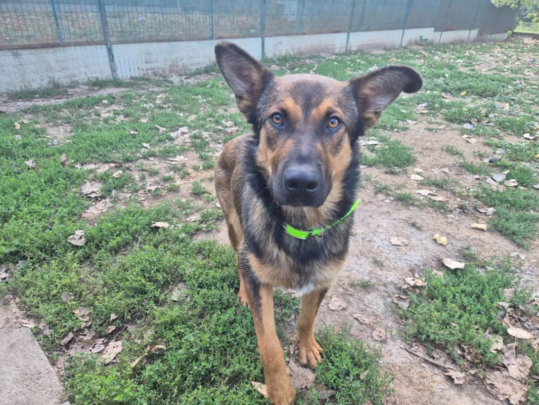 Arlo - Chien à adopter - photo 2