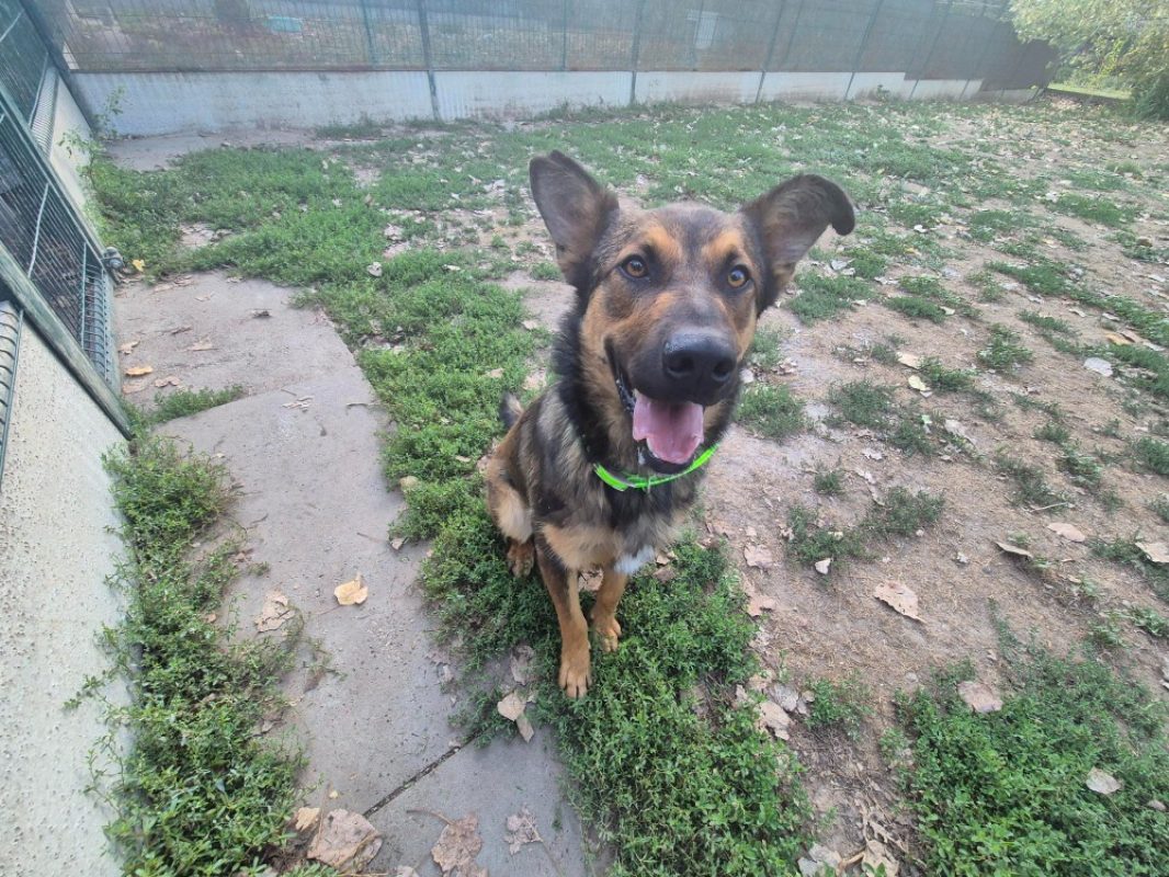Arlo - Chien à adopter - photo 3