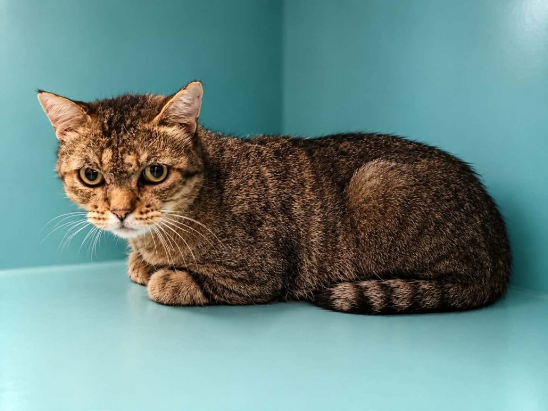 Ulysse - Chat Européen à adopter