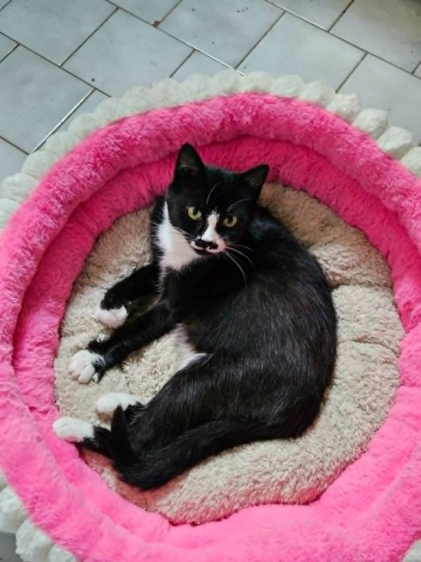 BETTY BOOP - Chat à adopter