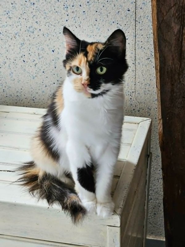 TRICOLINE - Chat à adopter