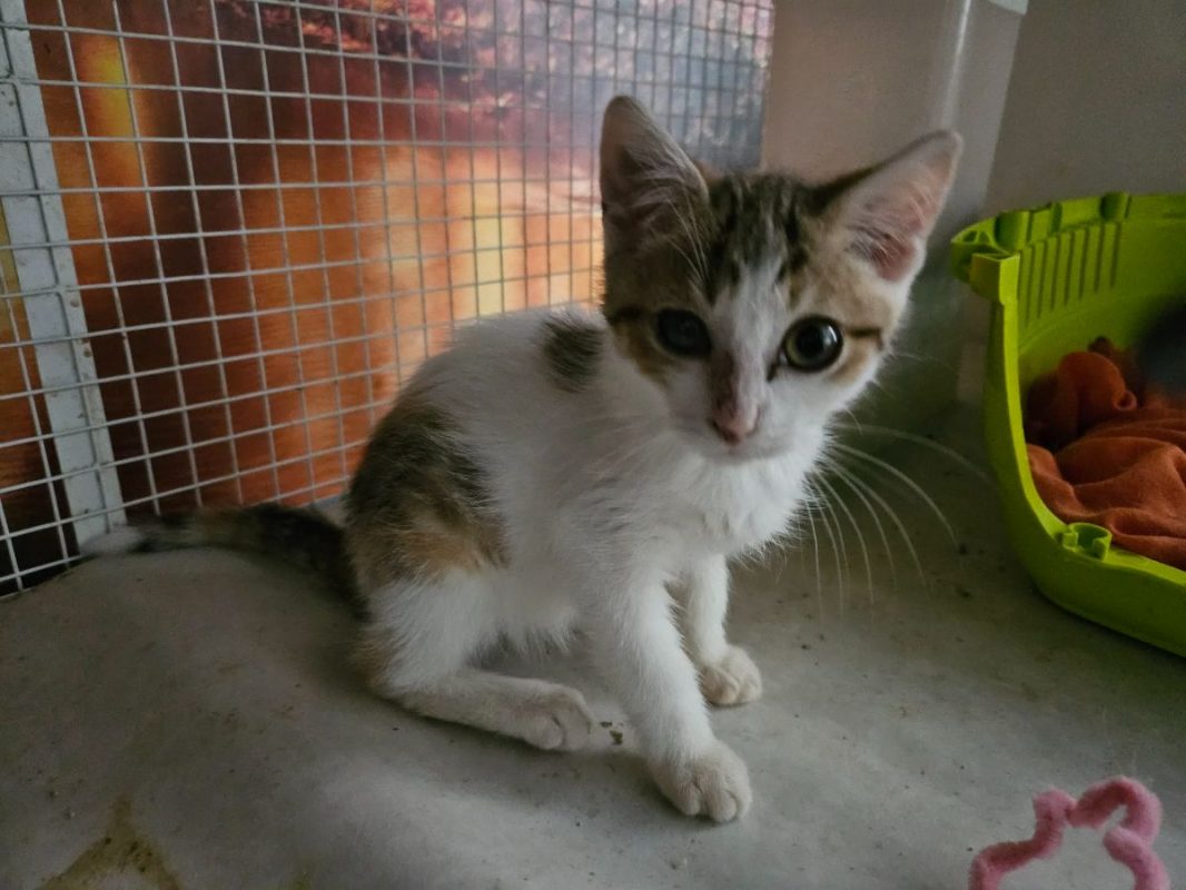 ZELIE - Chat Européen à adopter