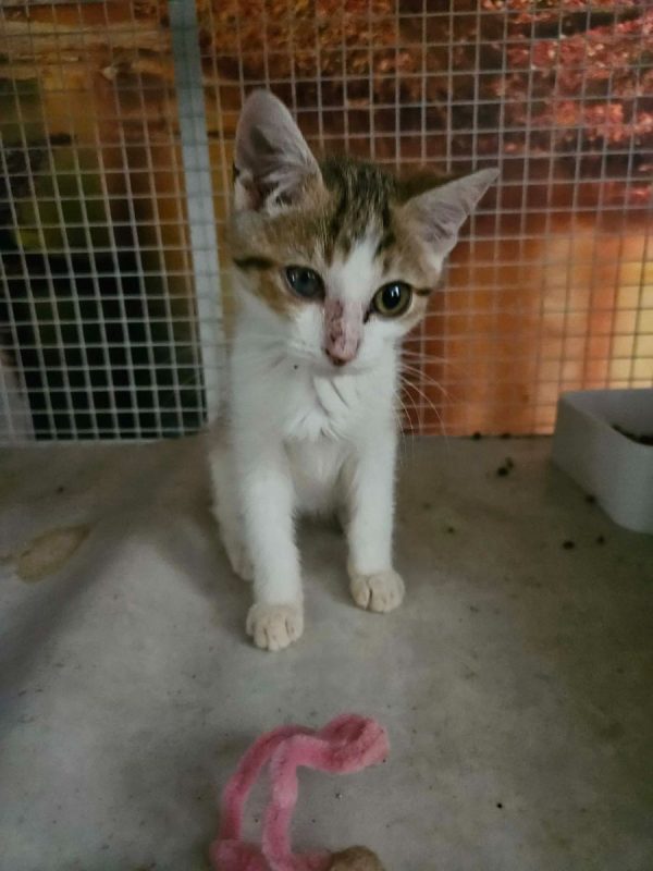 ZELIE - Chat Européen à adopter - photo 2