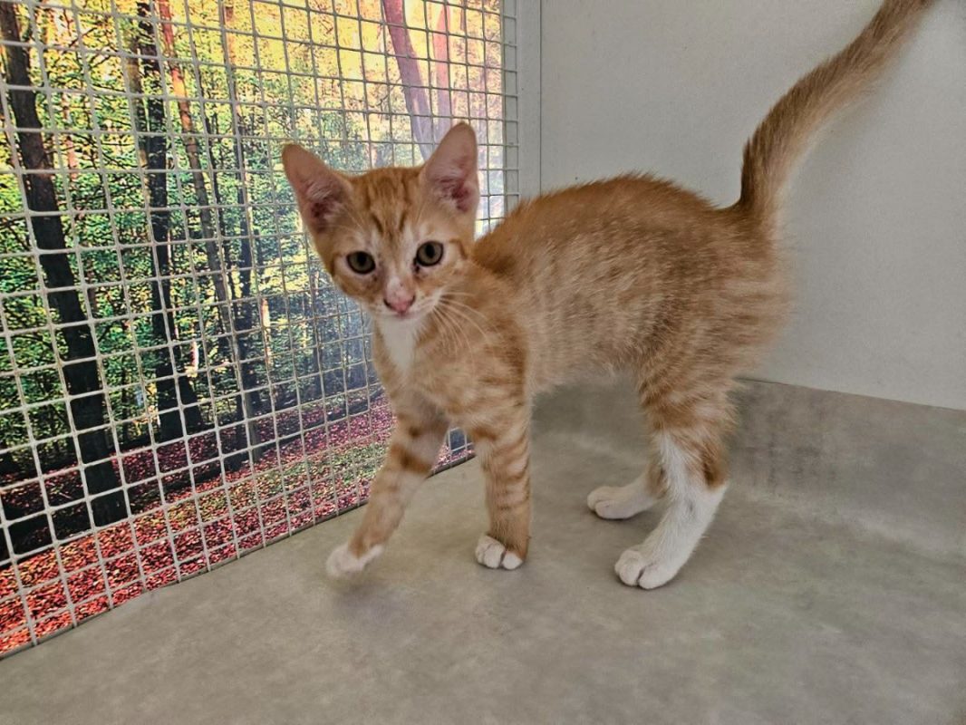SYMBA - Chat à adopter