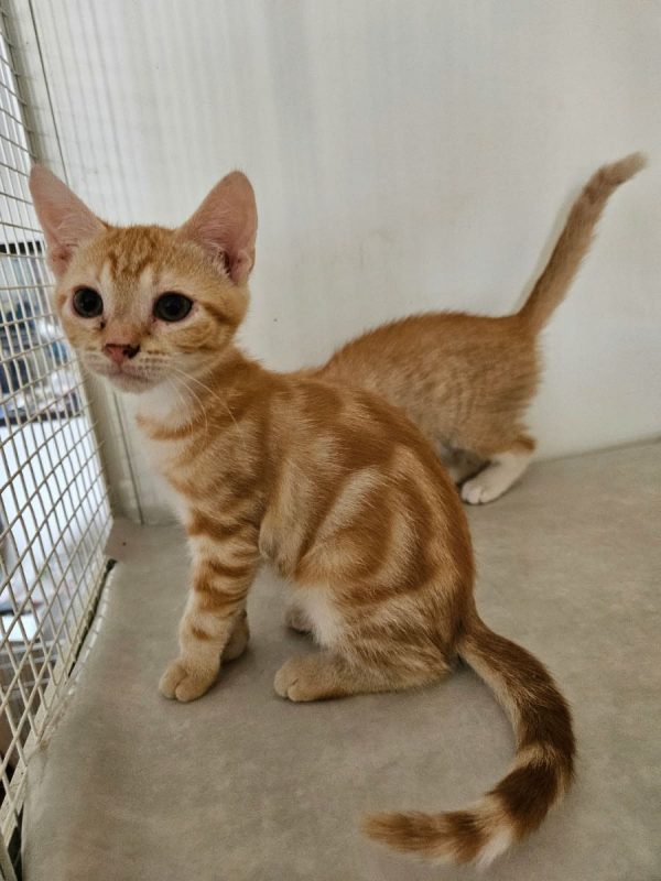 PERLE - Chat Européen à adopter