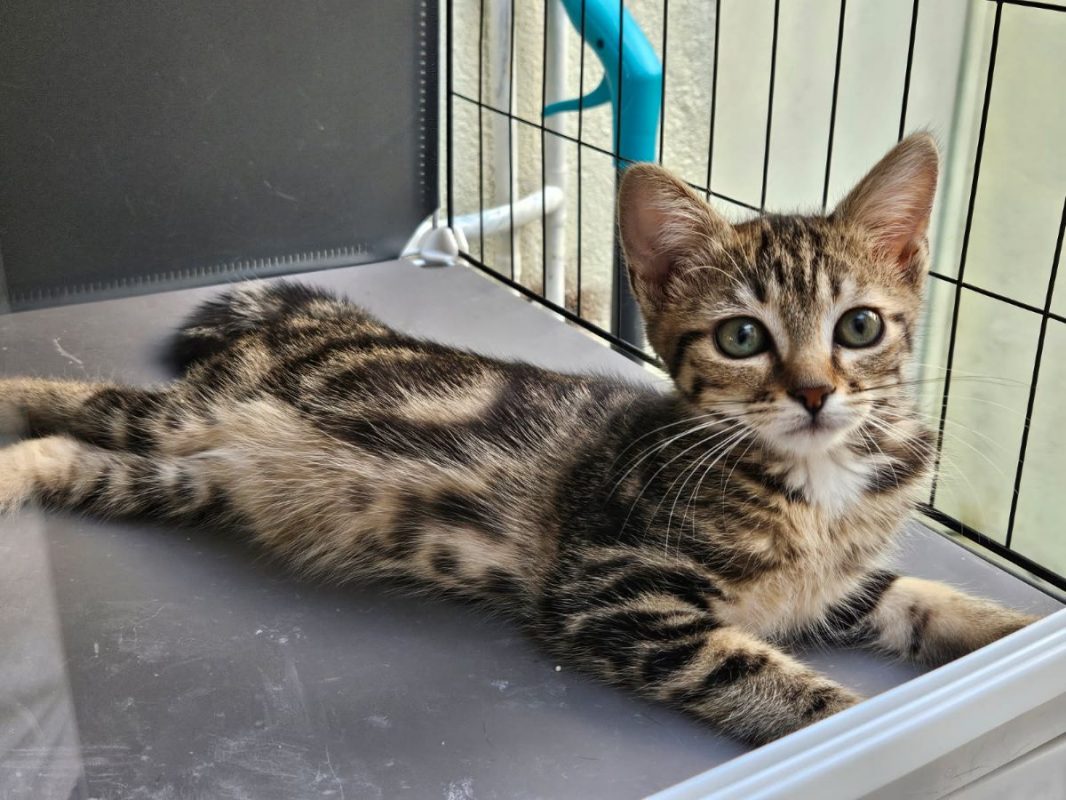 MOKA - Chat Européen à adopter
