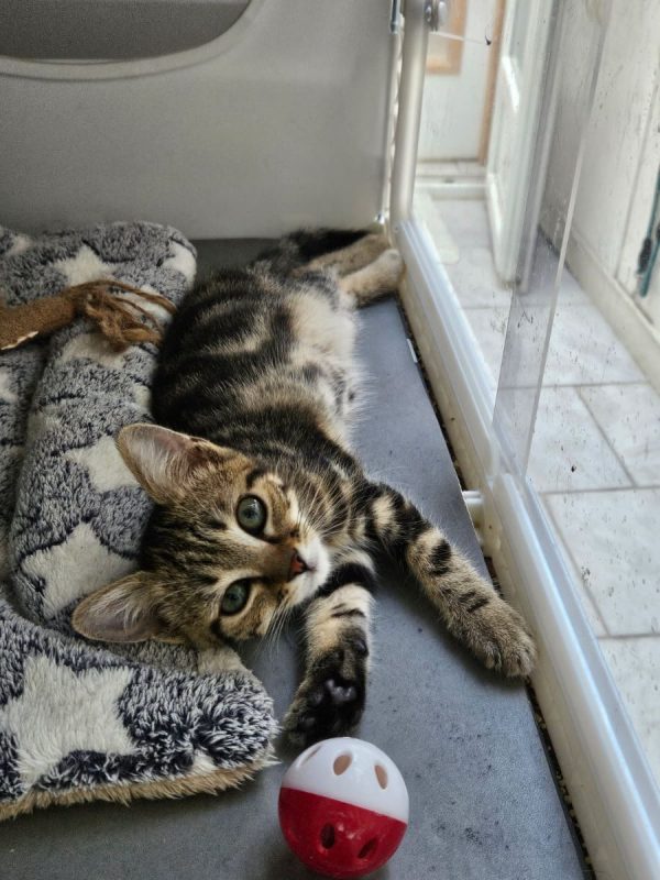 MOKA - Chat Européen à adopter - photo 2