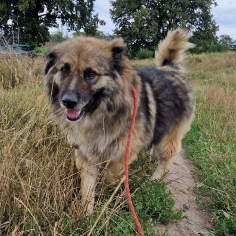 SULLEY - Chien à adopter - photo 6