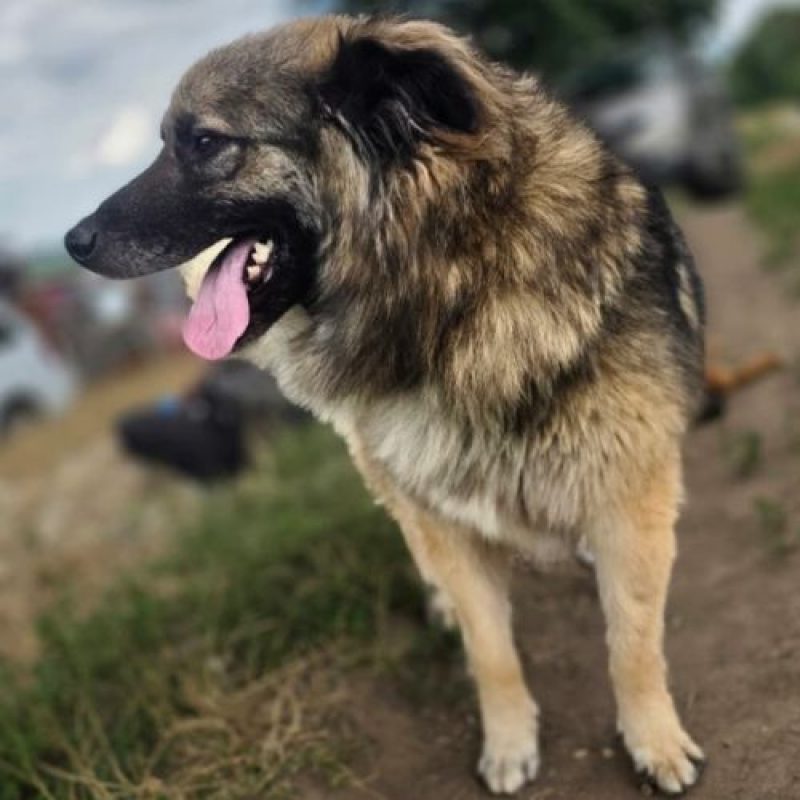 SULLEY - Chien à adopter - photo 2