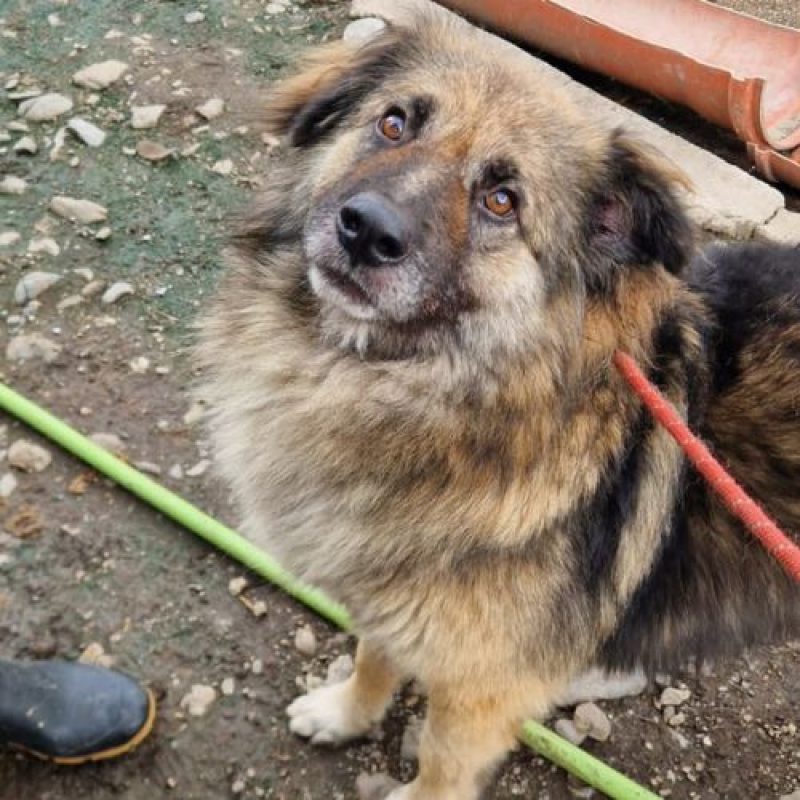 SULLEY - Chien à adopter - photo 3
