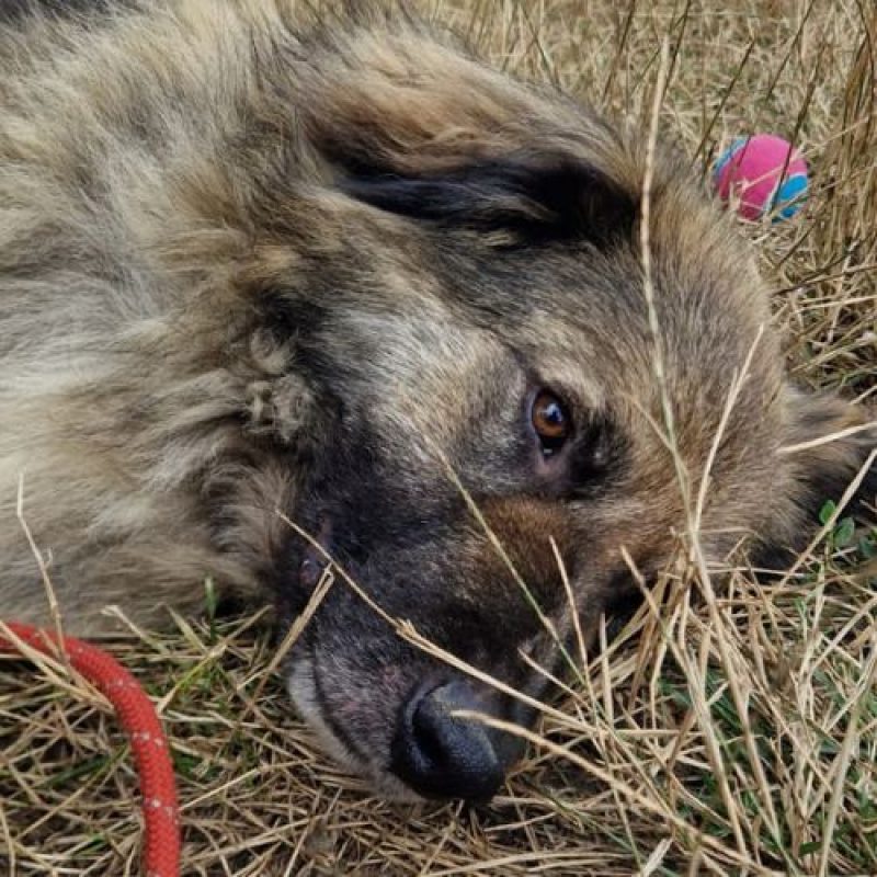 SULLEY - Chien à adopter - photo 8