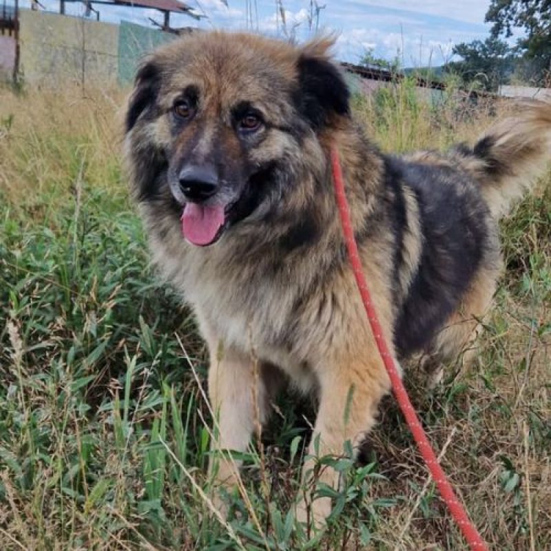 SULLEY - Chien à adopter - photo 4
