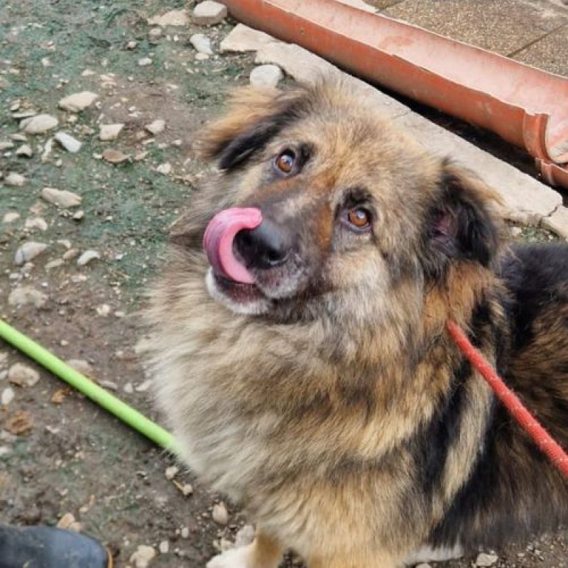 SULLEY - Chien à adopter - photo 10