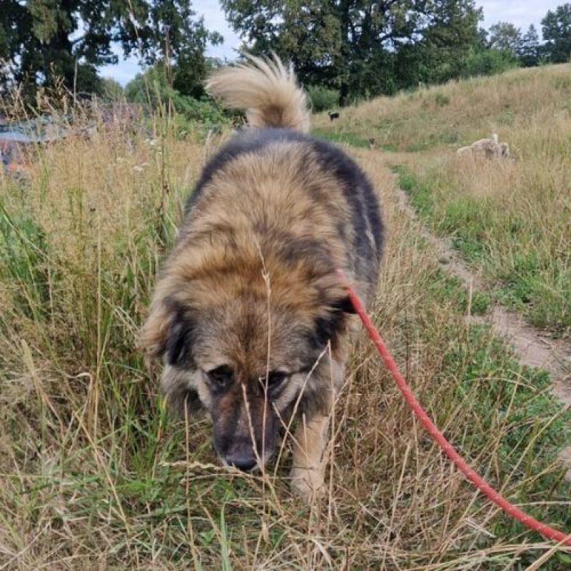 SULLEY - Chien à adopter - photo 9