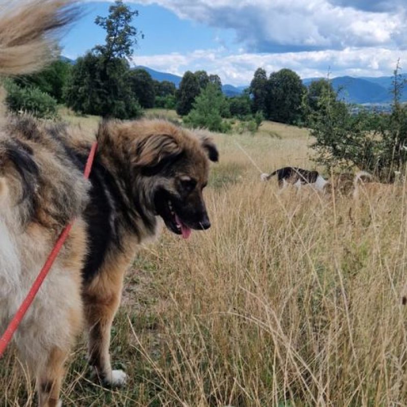 SULLEY - Chien à adopter